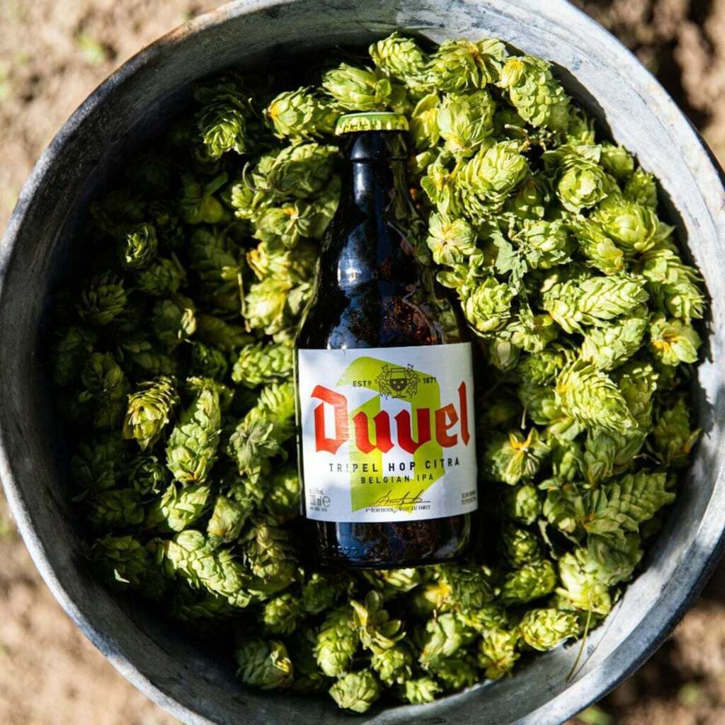 Duvel Tripel Hop Citra 330ml - Famiglie Sirna Battistella Mercato - Duvel Moortgat Brewery